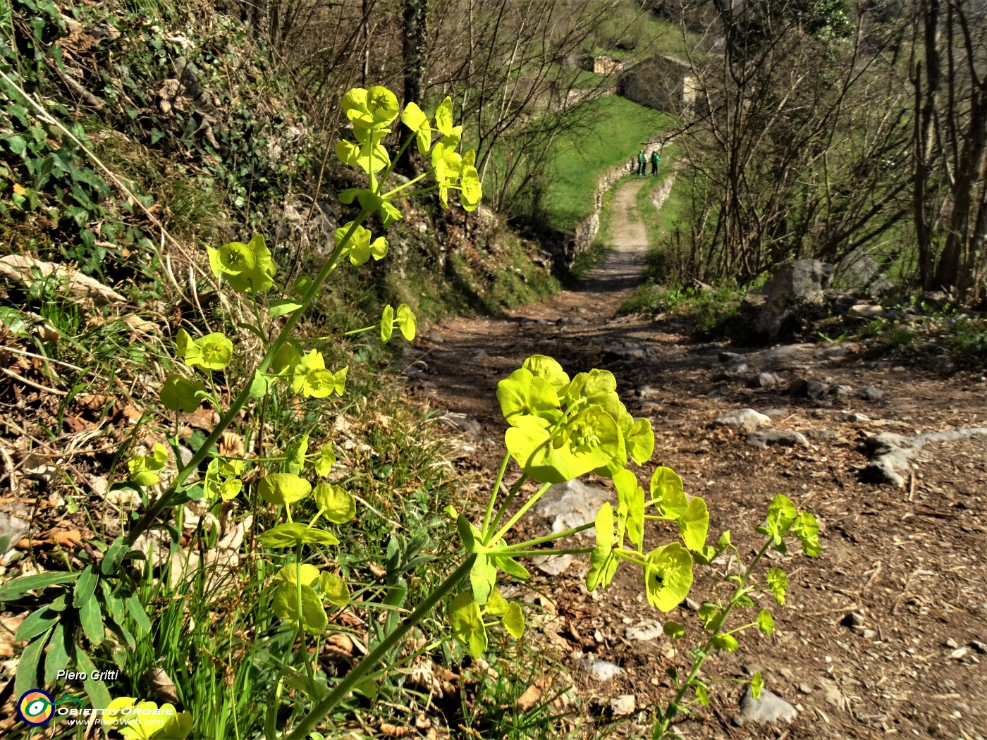 22 Bei fiori verdeggianti.JPG